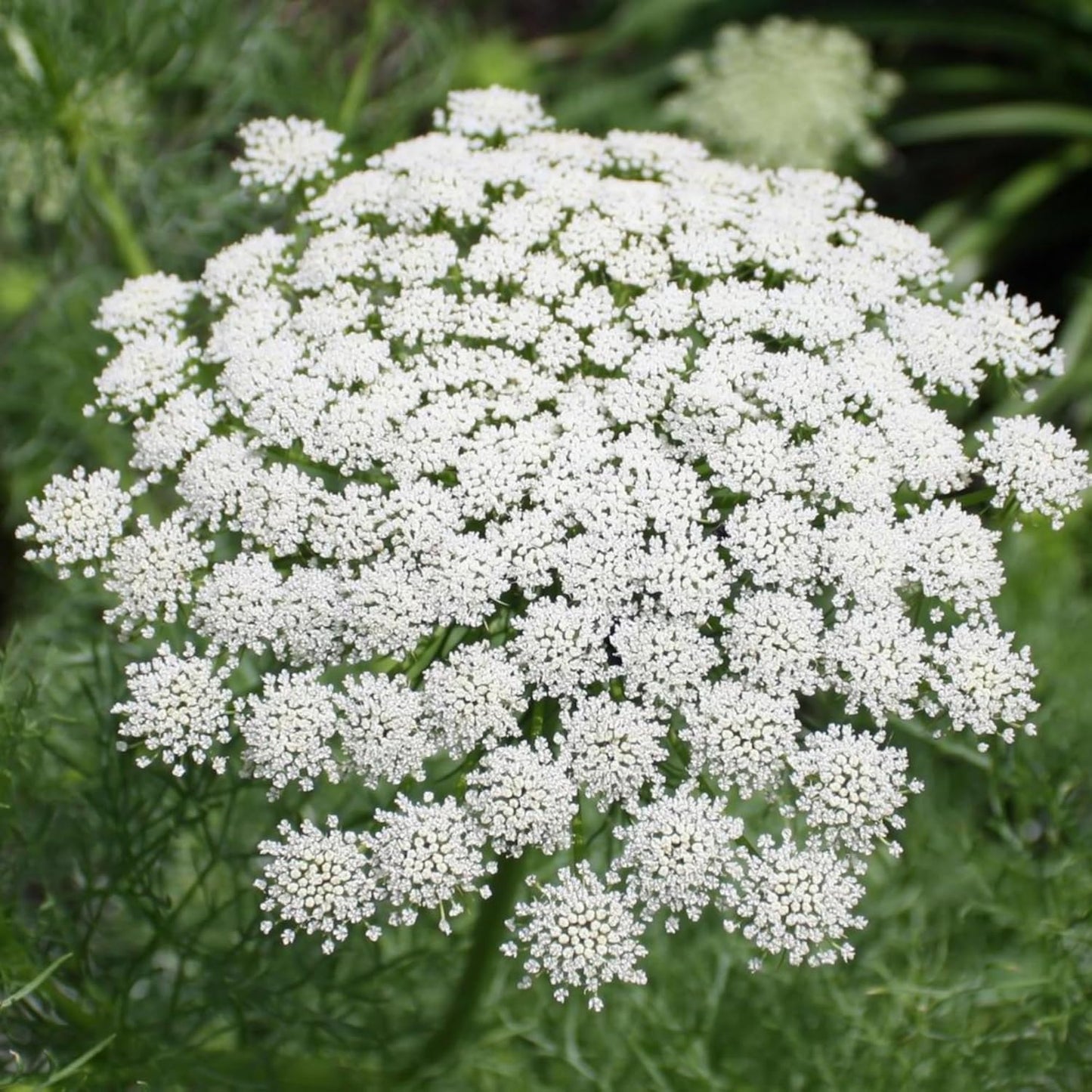 Queen Anne's Lace Seeds - 1000+ Heirloom Non-GMO Organic Wildflower Seeds | Pollinator-Friendly Garden