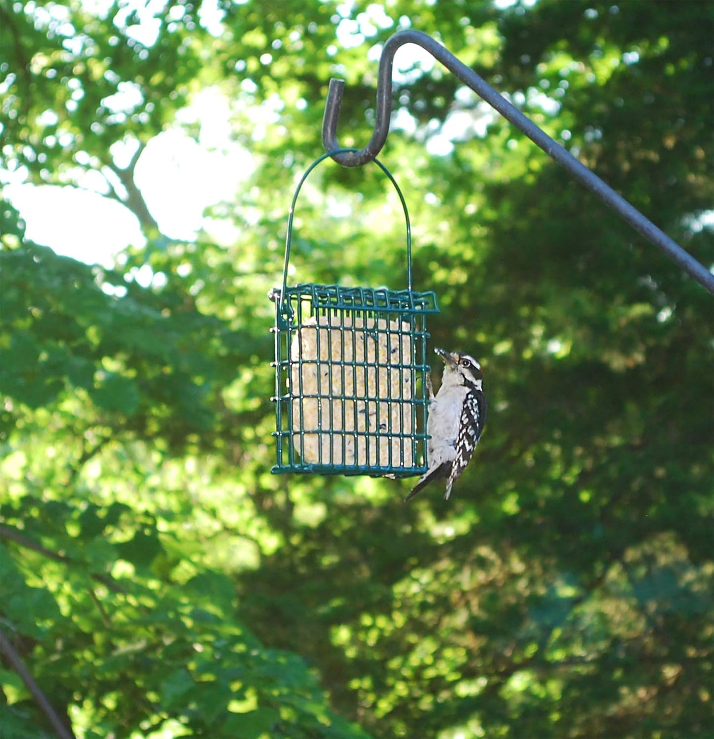Wildlife Sciences High Energy Suet Cake - 20 Pack for Attracting Birds to Your Backyard