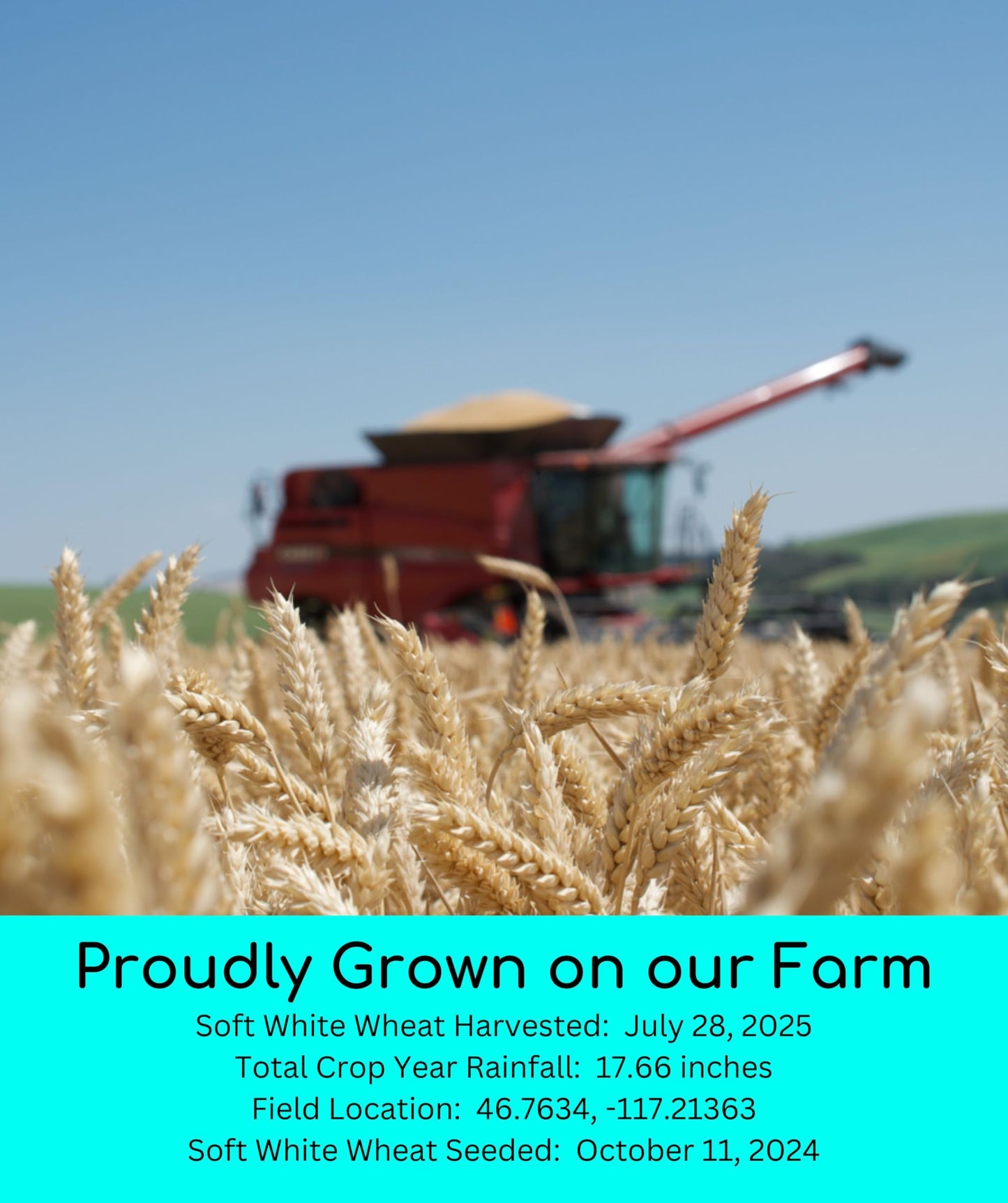 Palouse Brand Certified Glyphosate Residue Free Soft White Wheat Berries | 25 LBS | Emergency Food Storage Bucket | Non-GMO | Grown on Our Family Farm | Bulk