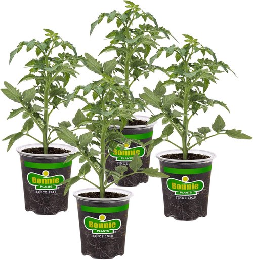 Bonnie Plants Red Beefsteak Tomato - Fresh 19.3 oz. 4-Pack for Delicious Home Gardening