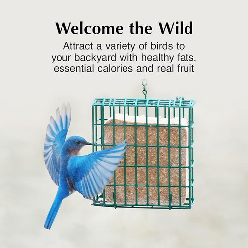 C&S Orange Delight Suet Cakes - No Melt Formula for Wild Birds | 8 Pack for Robins, Blue Jays & More