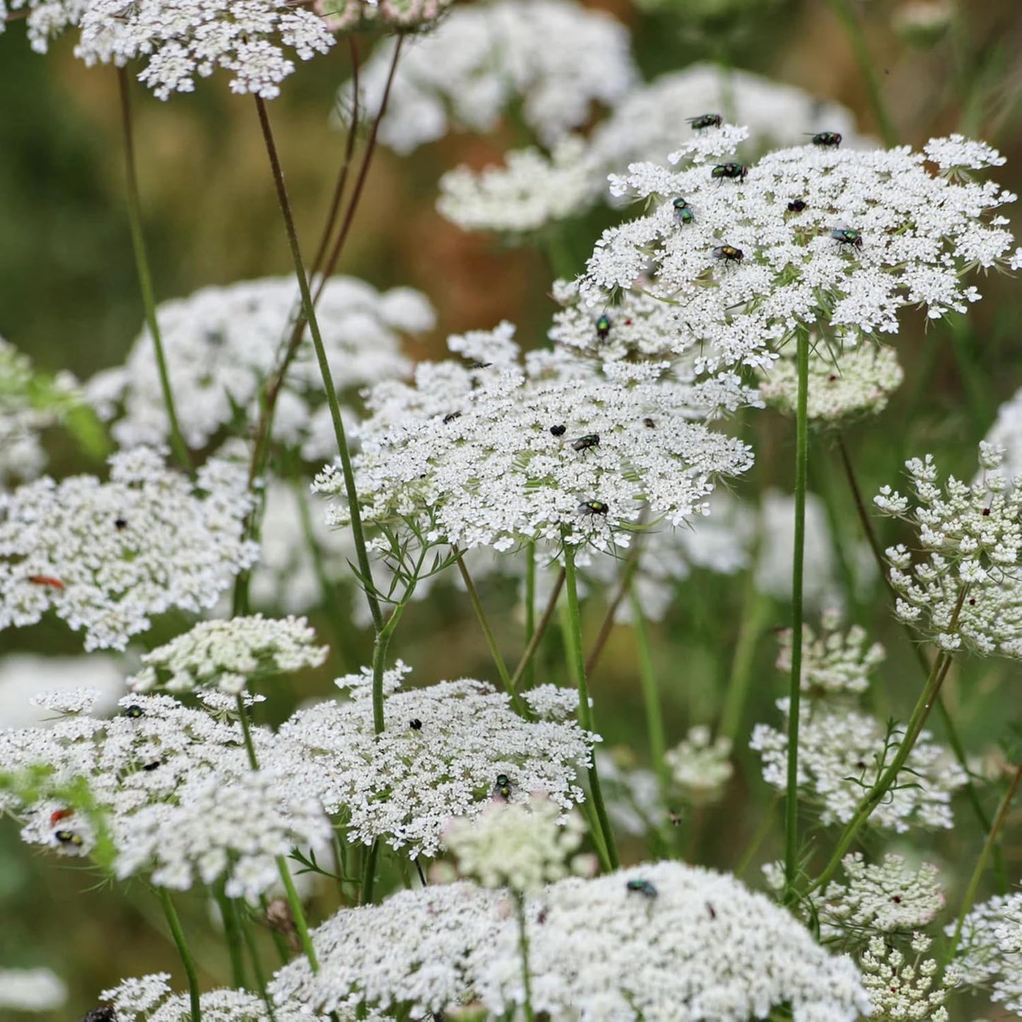 Queen Anne's Lace Seeds - 1000+ Heirloom Non-GMO Organic Wildflower Seeds | Pollinator-Friendly Garden