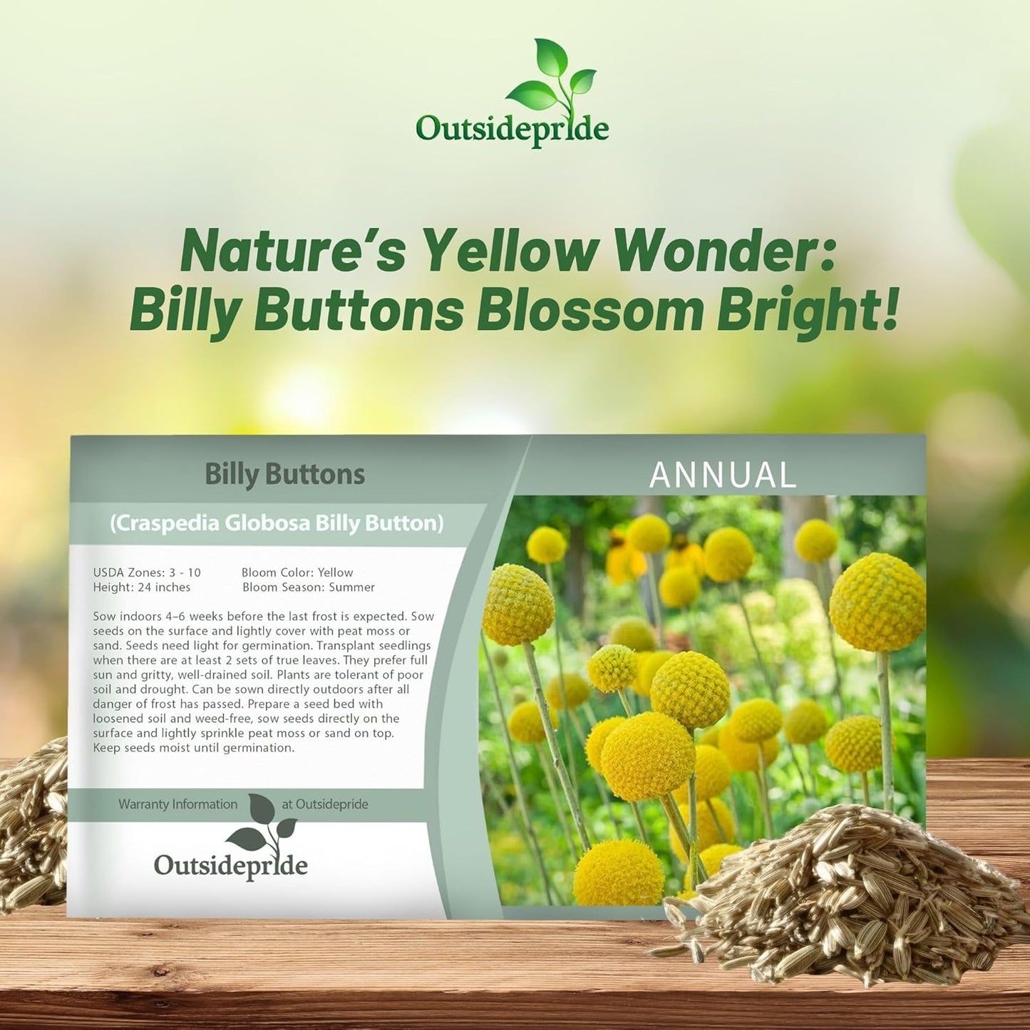 Outsidepride Billy Button Craspedia Globosa Seeds - 1000 Pcs Perennial Flower Seeds for Hardy, Drought-Tolerant Gardens | Yellow Blooms for Cut Flowers & Pollinators