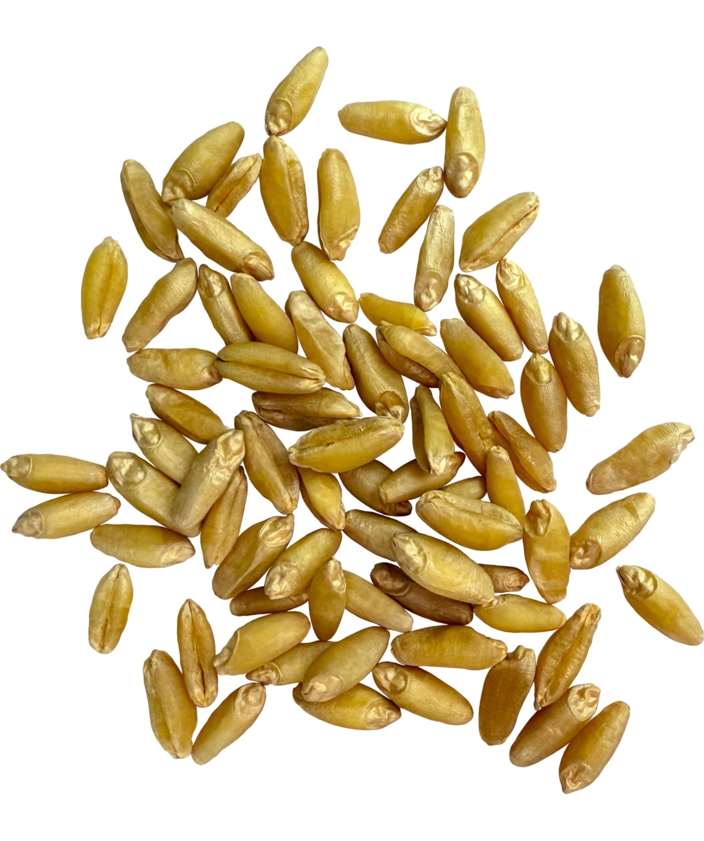 Clear Creek Certified Glyphosate Residue Free Durum Wheat Berries | 4 LBS | Whole Grains | Used to mill to Semolina Pasta Flour | North American Grown