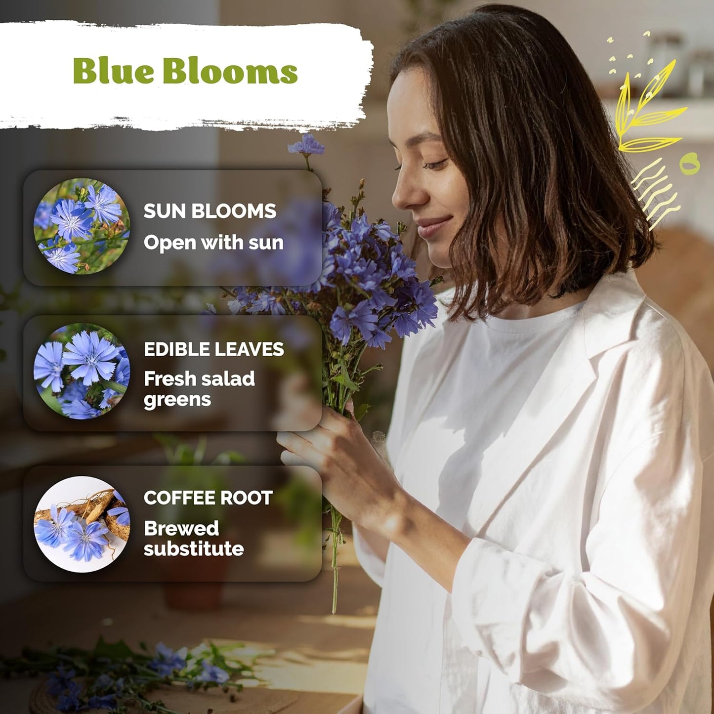 KVITER 550 Chicory Seeds - Heirloom Cichorium Intybus for Planting | Bulk Wildflower Seed Packets