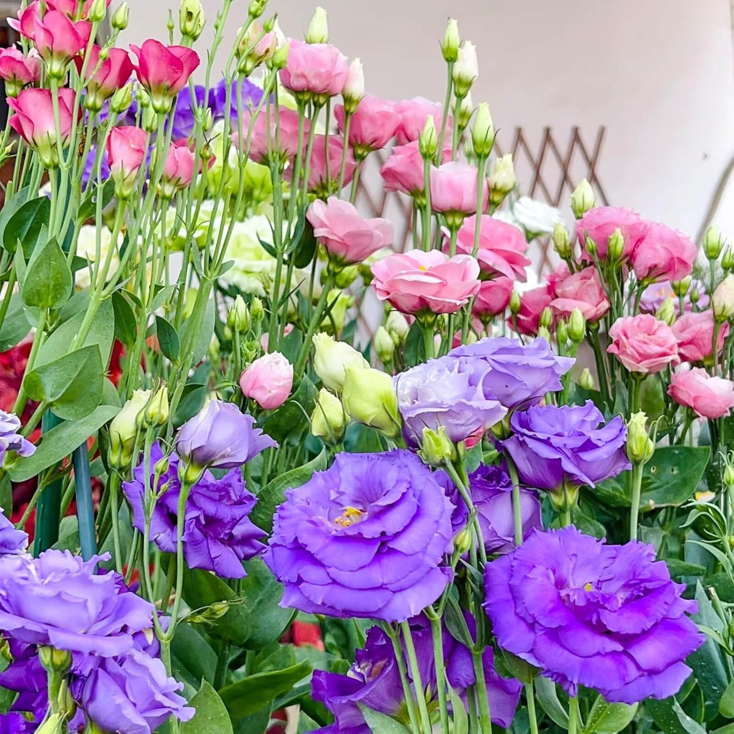Lisianthus Seeds - Premium Quality 2000+ Seeds for Vibrant Garden Blooms