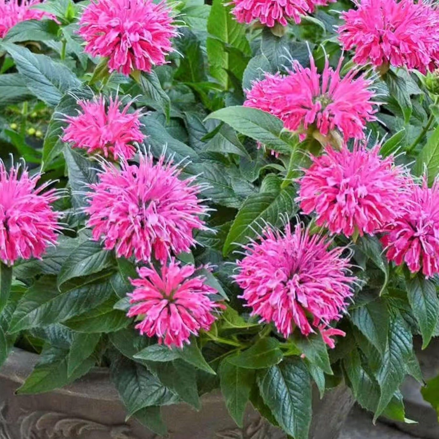 Monarda Bee Balm Seeds - Vibrant Pink Blooms for Pollinator-Friendly Gardens | 1000 Seeds