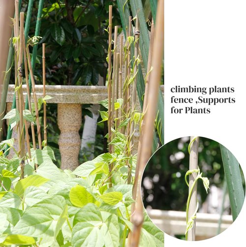 Bamboo Garden Stakes by [Brand Name] - 50 Pcs 4.0 FT Natural Plant Support for Tomatoes, Beans & Flowers