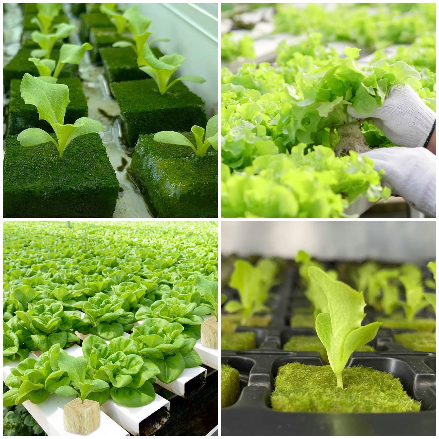 Legigo 1 Inch Rockwool Cubes Seed Starter Plugs for Hydroponics, RockWool Planting Grow Cubes for Hydroponic Tower Garden Soilless Cultivation Plants Germination Cutting Clone (2 Sheet, 100 Plugs)