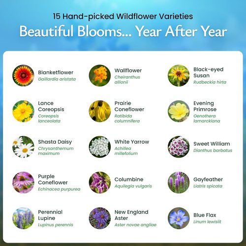 Created By Nature Perennial Flower Seeds - 15 Varieties | 49,000 Wildflower Seeds for Vibrant Gardens