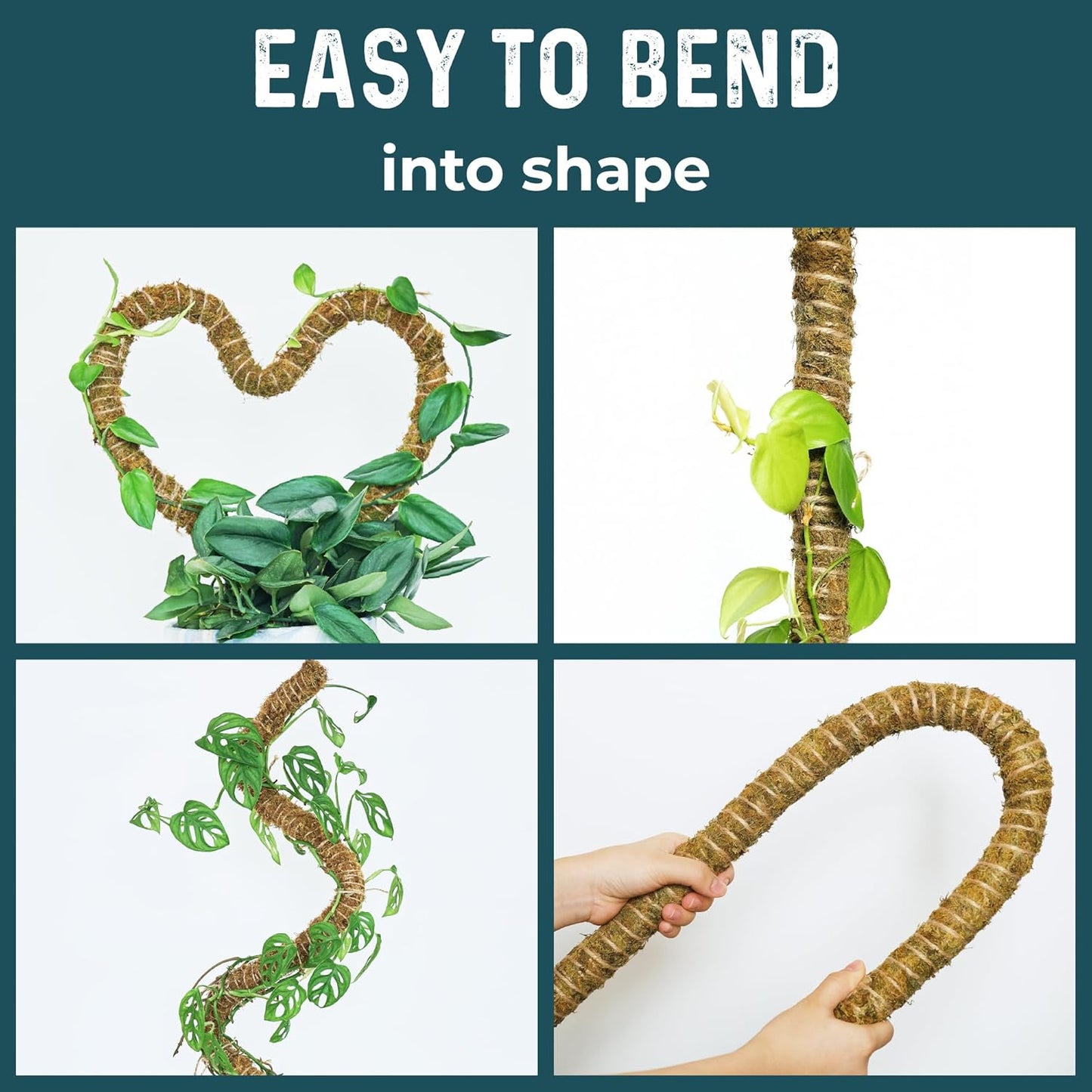 Regine Switzerland 2-Pack 42'' Bendable Moss Pole - Real Forest Moss Plant Support for Indoor Climbing Plants