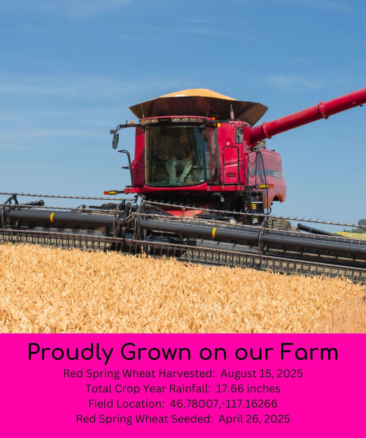 Palouse Brand Certified Glyphosate Residue Free Hard Red Spring Wheat Berries | 5 LBS | 100% Non-Irradiated | Certified Kosher Parve | USA Grown | Non-GMO Project Verified