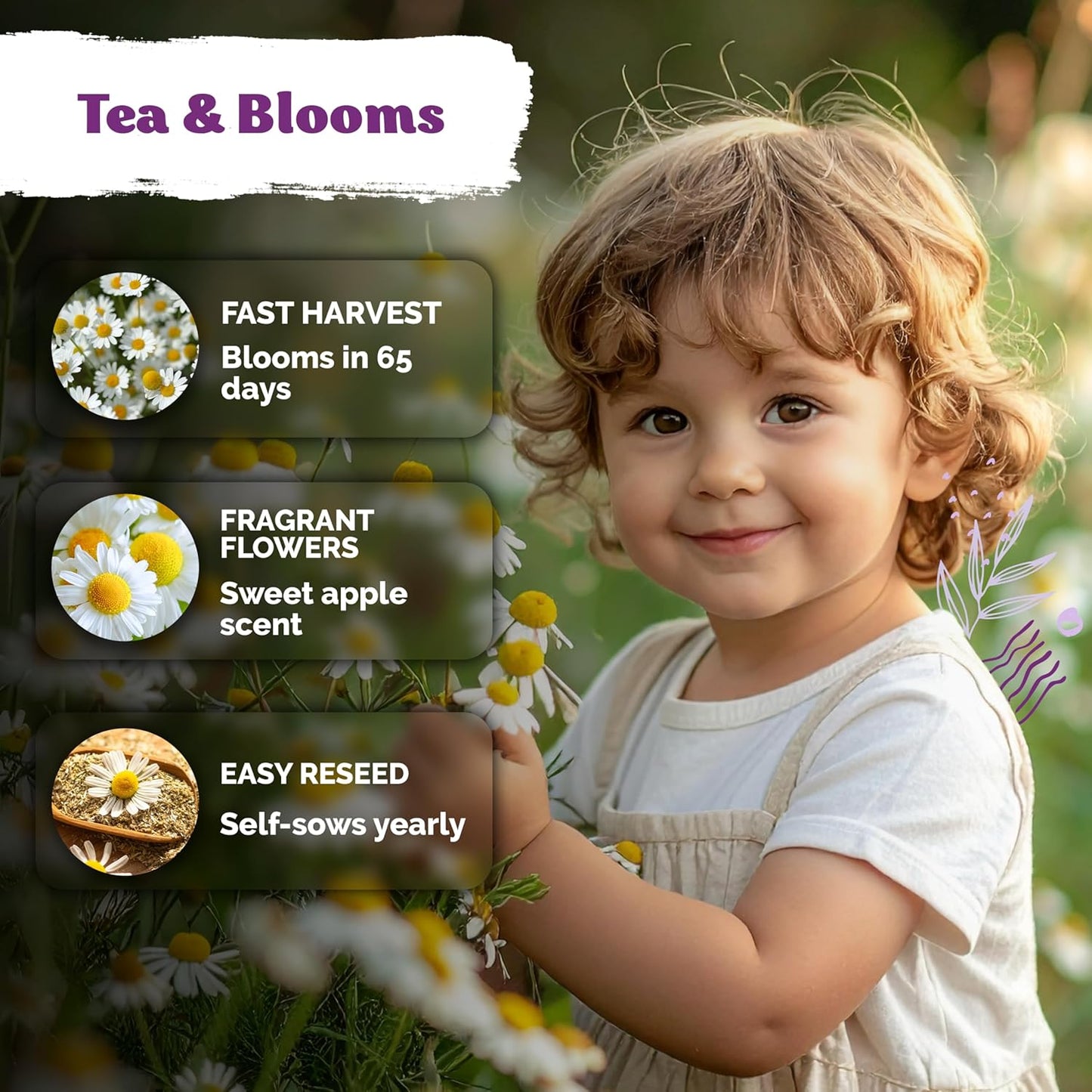 KVITER German Chamomile Seeds - 2,500 Heirloom Non-GMO Seeds for Medicinal Herbs & Tea | Indoor/Outdoor Garden