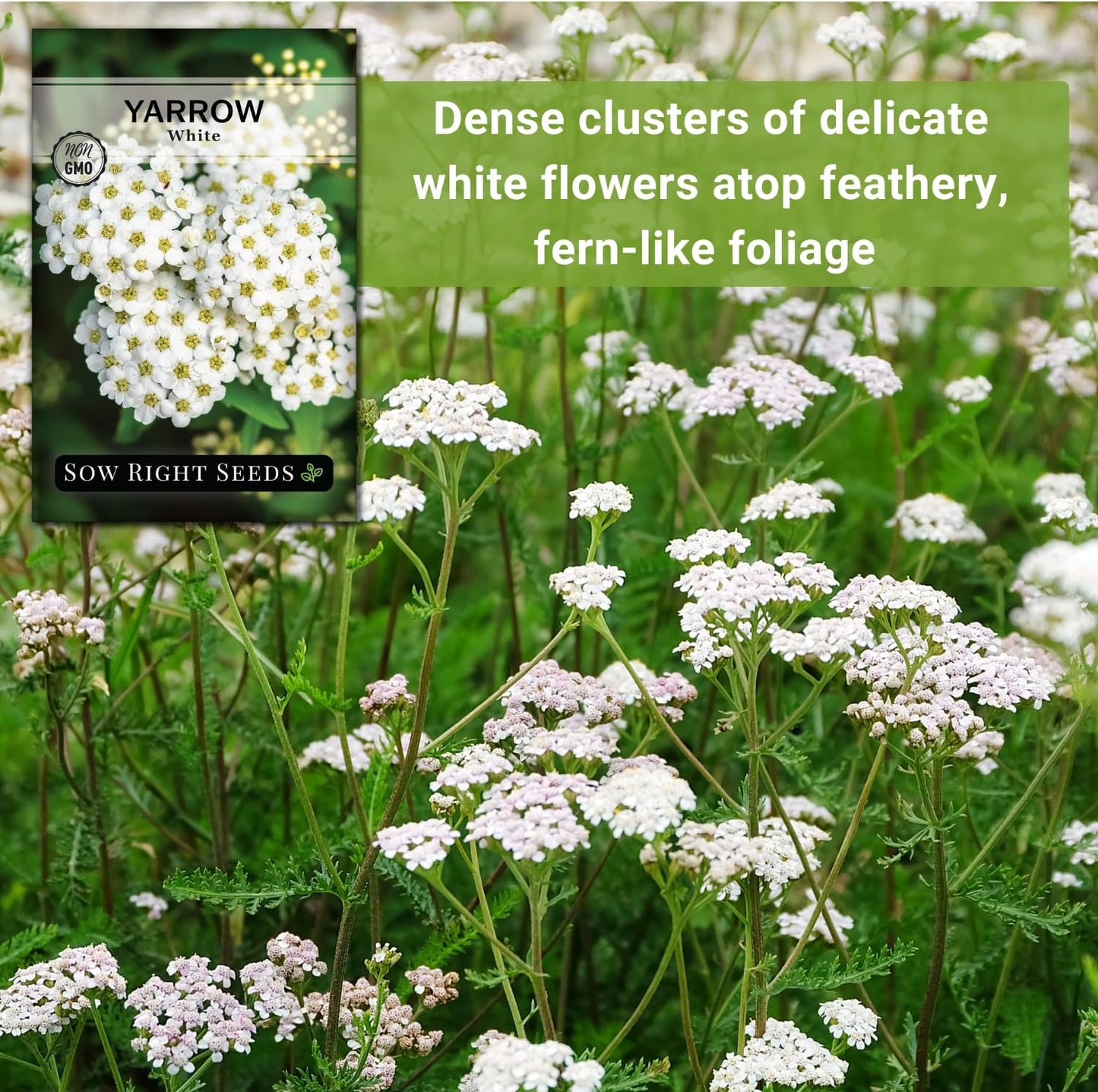 Sow Right Seeds - Common White Yarrow Seeds - Non-GMO Heirloom Packet for Medicinal Herb Garden - Perennial (2)