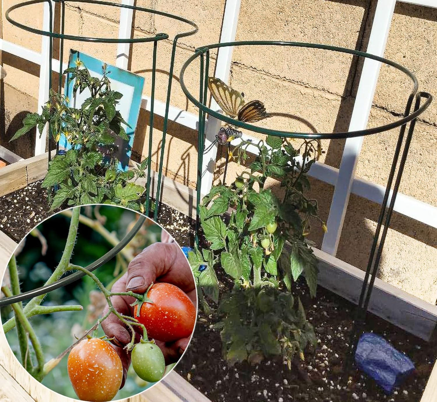 TCBWFY Plant Support Stakes - Heavy Duty 10-Pack Metal Cages for Peony | 10" Wide x 24" High