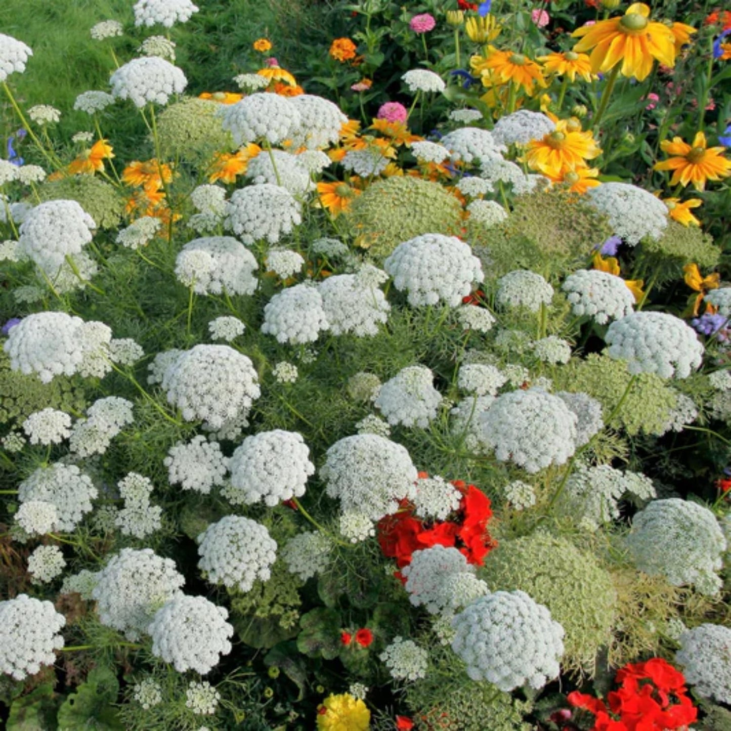 Queen Anne's Lace Seeds - 1000+ Heirloom Non-GMO Organic Wildflower Seeds | Pollinator-Friendly Garden