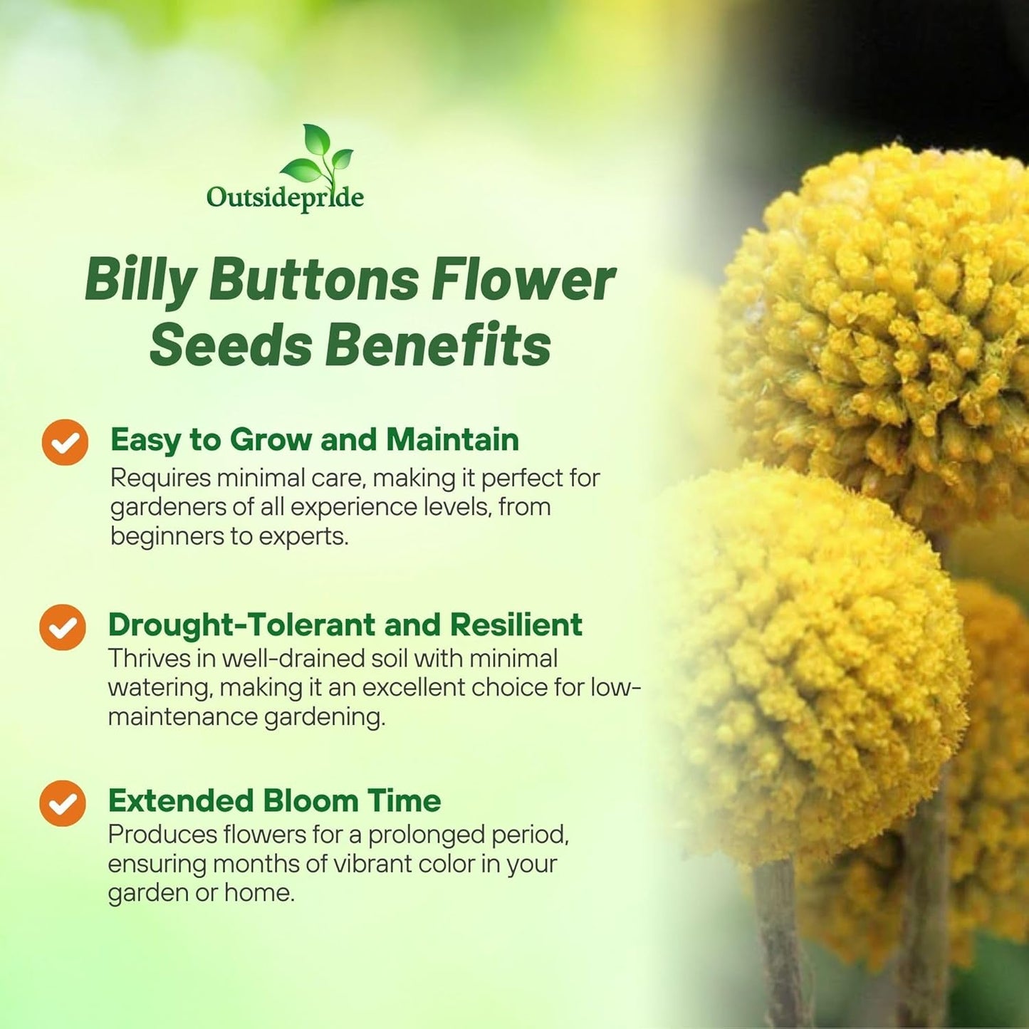 Outsidepride Billy Button Craspedia Globosa Seeds - 1000 Pcs Perennial Flower Seeds for Hardy, Drought-Tolerant Gardens | Yellow Blooms for Cut Flowers & Pollinators