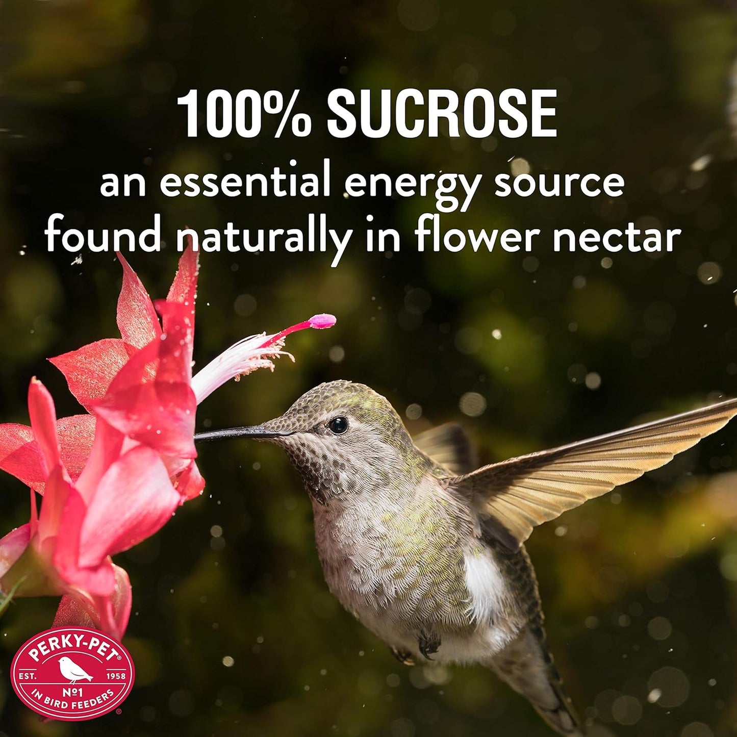 Perky-Pet Hummingbird Nectar Concentrate - 8 oz Powder Makes 48 fl oz Nectar | Attract Hummingbirds