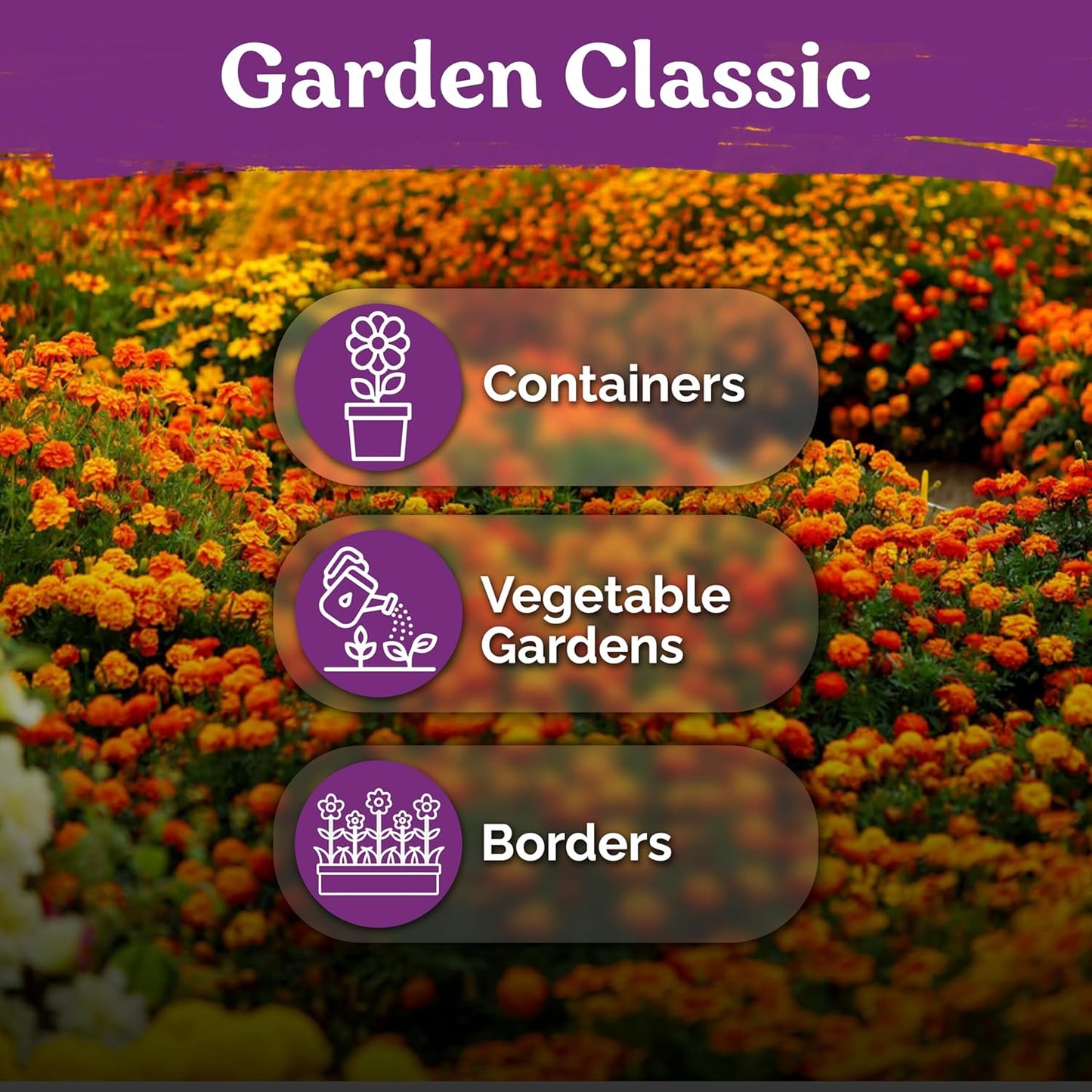 KVITER 500 French Marigold Seeds - Heirloom Non-GMO Organic Sparky Mix | Vibrant Yellow & Orange Blooms for Gardens