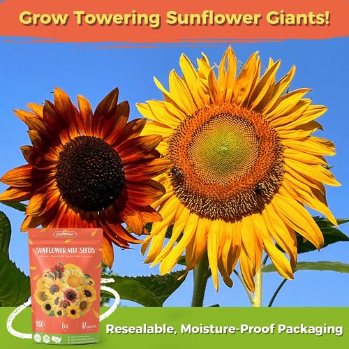 Giant Mammoth Sunflower Seeds - 3000+ Heirloom Seeds for Home Garden | High Germination & Pollinator Friendly