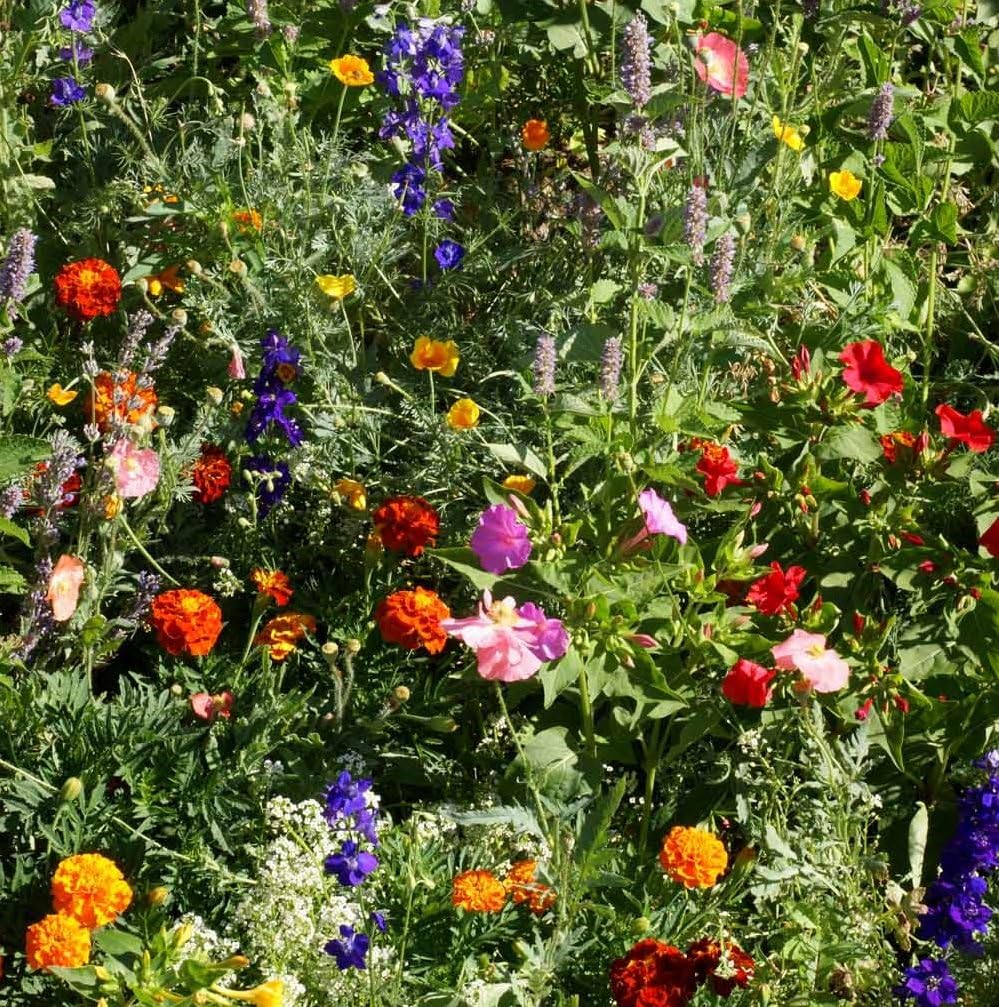 Outsidepride Deer Proof Wildflower Seed Mix - 1 lb. Colorful, Drought-Tolerant Blend for a Vibrant, Pollinator-Friendly Garden