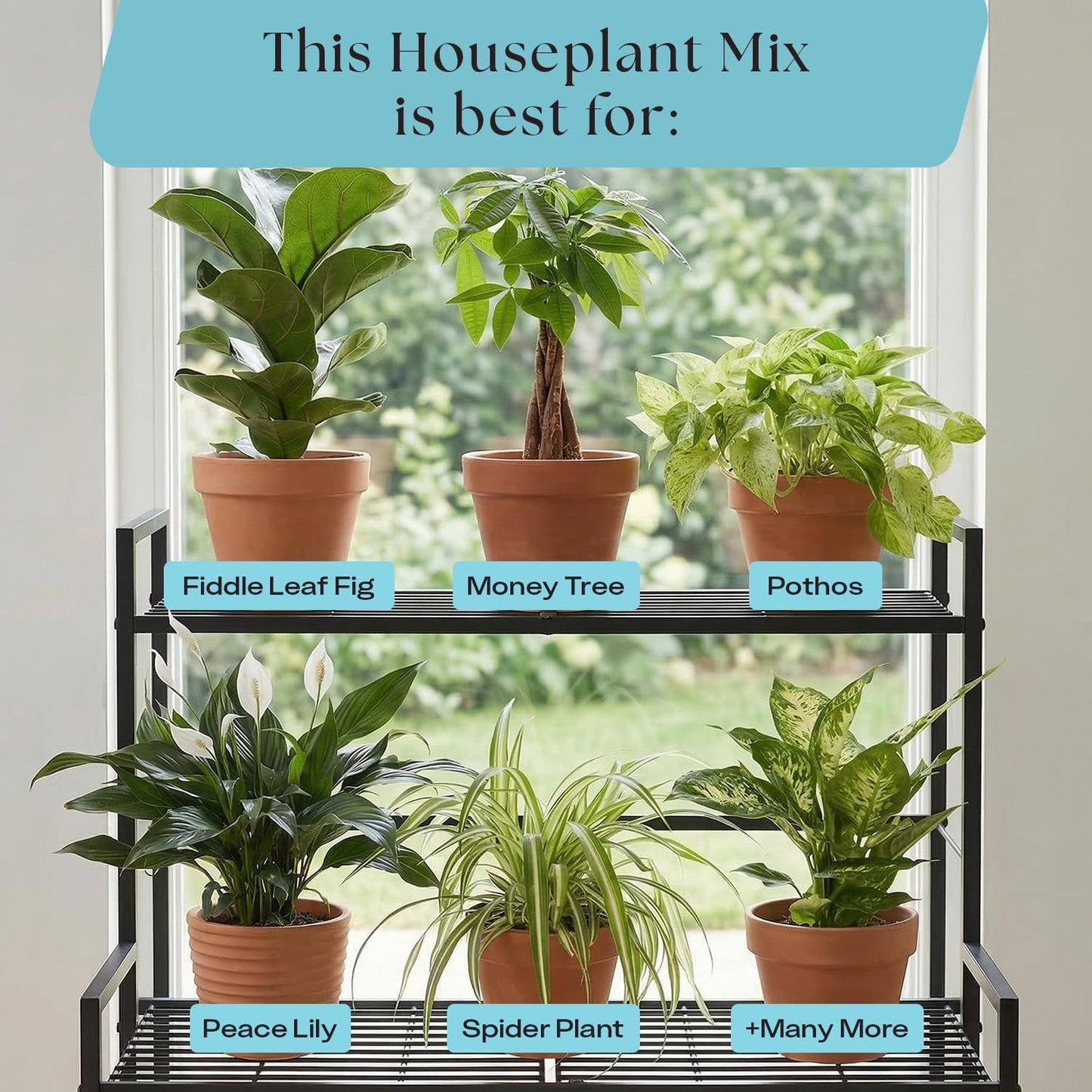 Rosy Soil Indoor Potting Soil - Organic Mix Enriched with Biochar for Healthy House Plants | 8qt