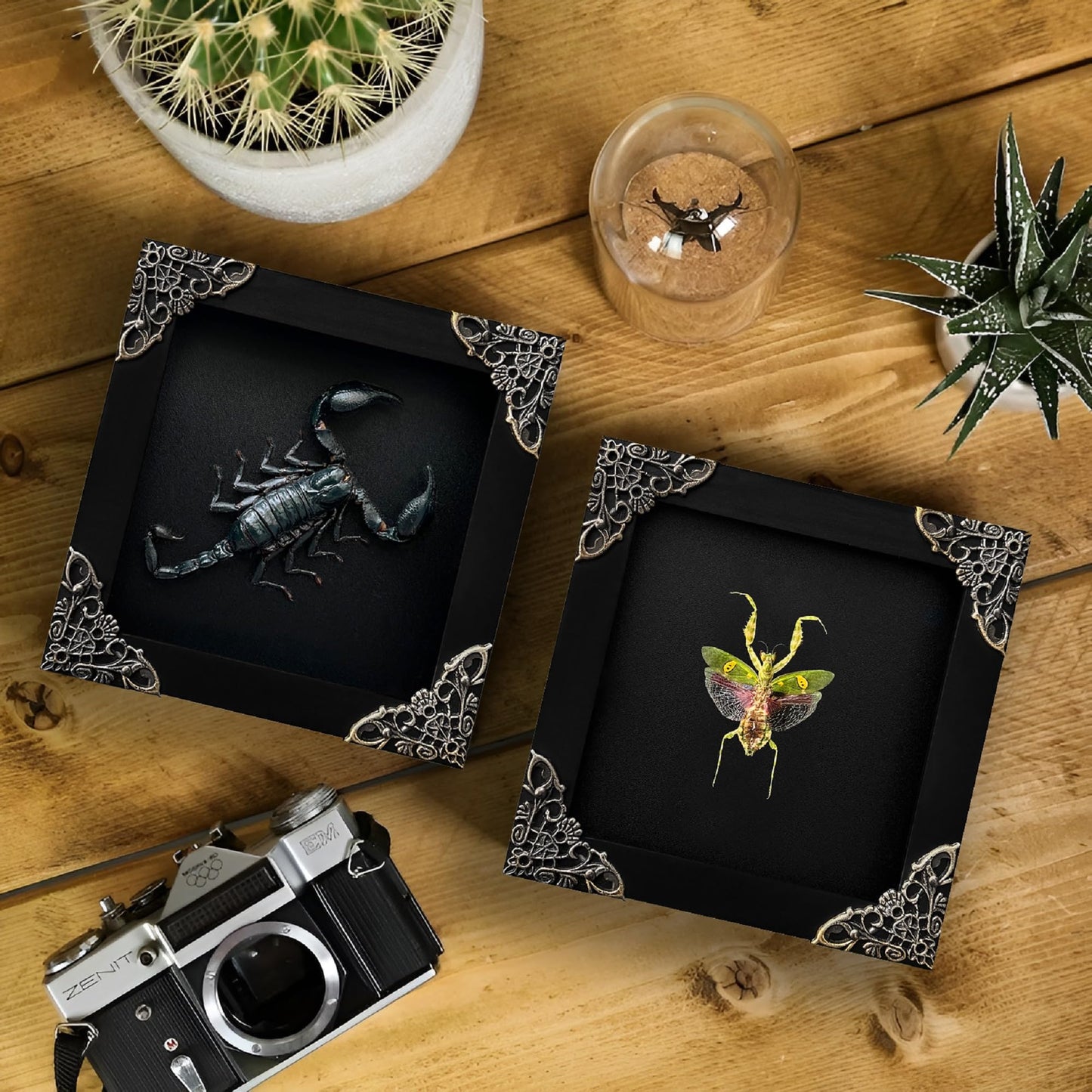 2 Real Green Mantis Lanternfly Frames Dead Insect Dried Bug Shadow Box Wood Oddity Framed Taxidermy Specimen Collectables Decoration Reading Tabletop Wall Artwork Home Decor Gallery K12-51DE62DE
