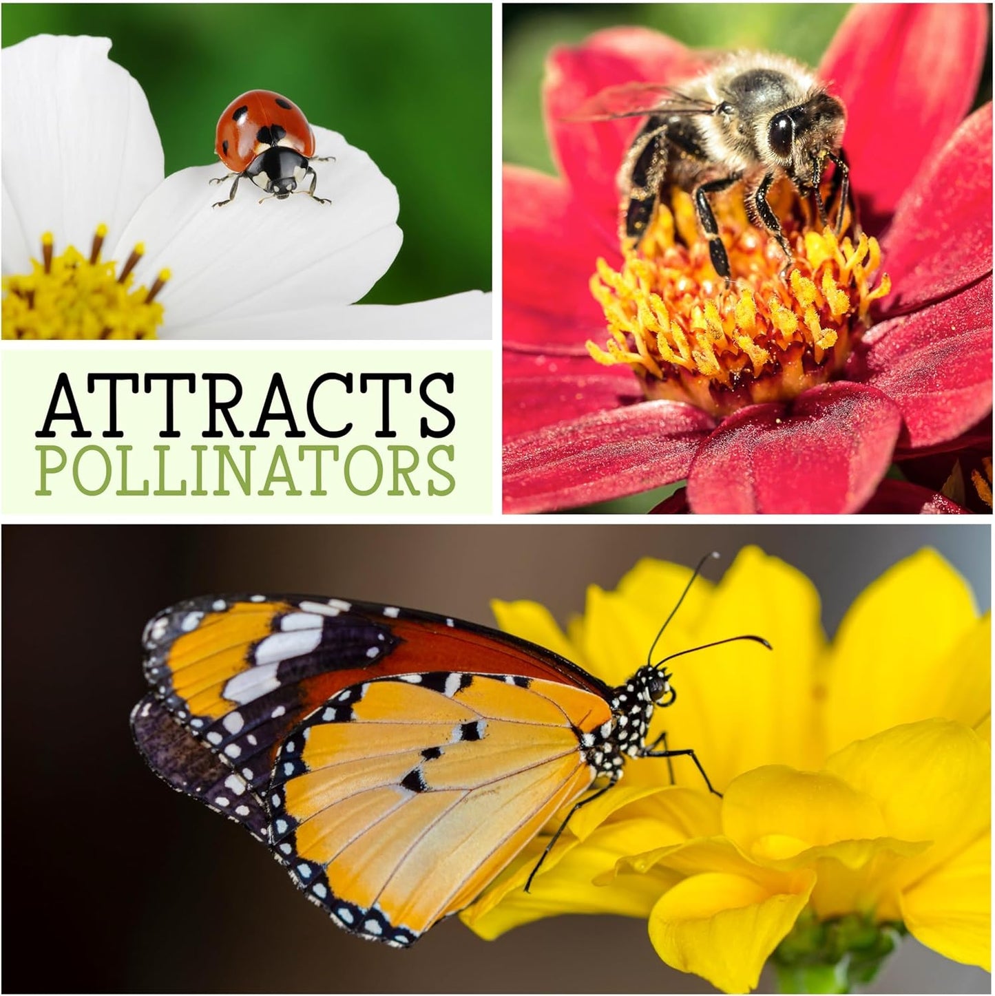 Seed Needs Gayfeather Seeds - 500 Heirloom Liatris Spicata Seeds for Pollinator-Friendly Gardens