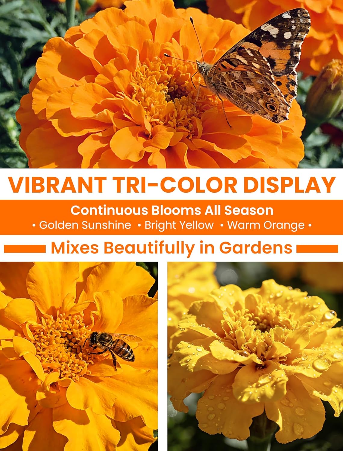 Tri-Color Marigold Seeds - 60,000+ Non-GMO Heirloom Flower Seeds for Quick Blooming Outdoors