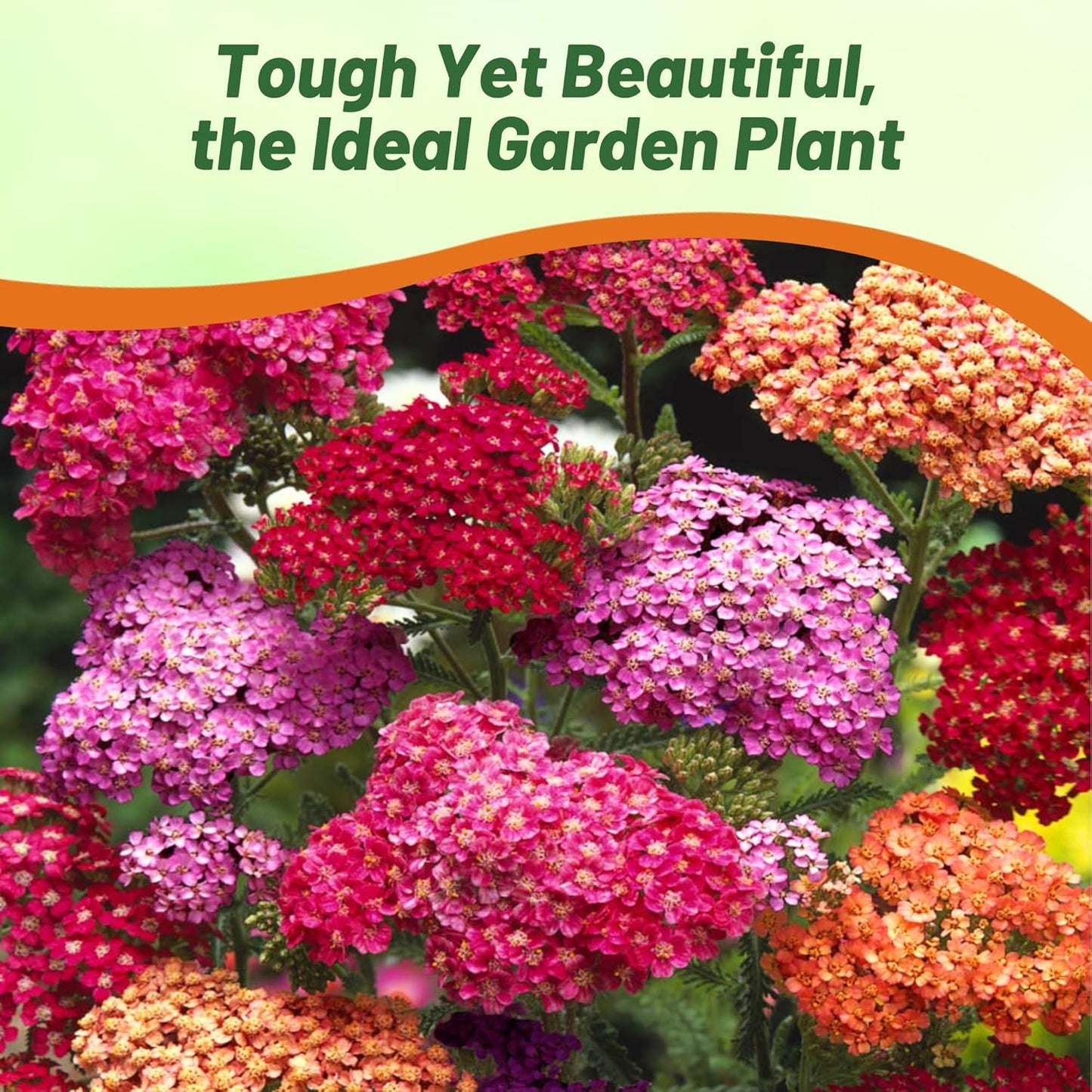 Outsidepride Summer Berries Mix Yarrow Seeds - 1000 Pcs | Perennial, Drought-Tolerant Flower Seeds for Vibrant Blooms