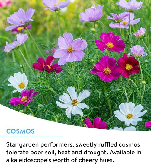 Burpee Wildflower Seeds - 25,000 Bulk Non-GMO Mix for Hummingbirds & Butterflies | 18 Varieties