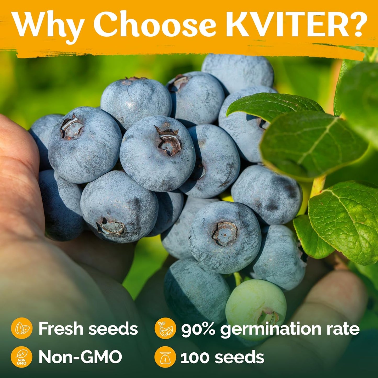 KVITER Blueberry Seeds - Sweet Dwarf Lowbush Heirloom Plant Seeds | Non-GMO Organic, 100 Count