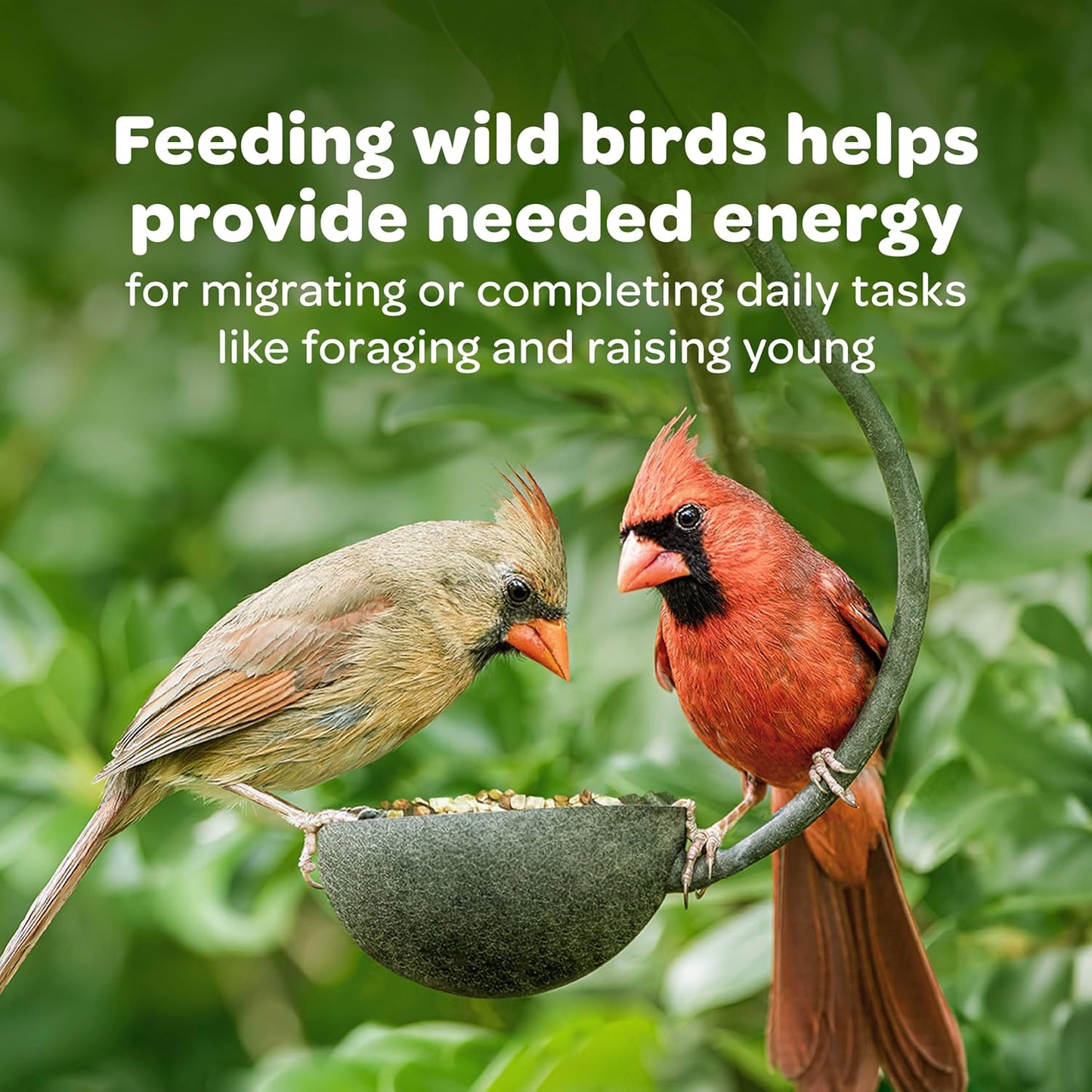 Kaytee Wild Bird Seed - Nutritious Mealworm Seed Cake for Bluebirds & Chickadees | 1.4 Pound