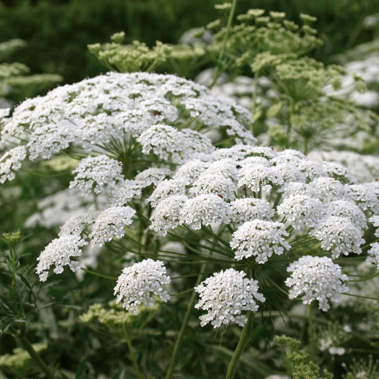 Queen Anne's Lace Seeds - 1000+ Heirloom Non-GMO Organic Wildflower Seeds | Pollinator-Friendly Garden