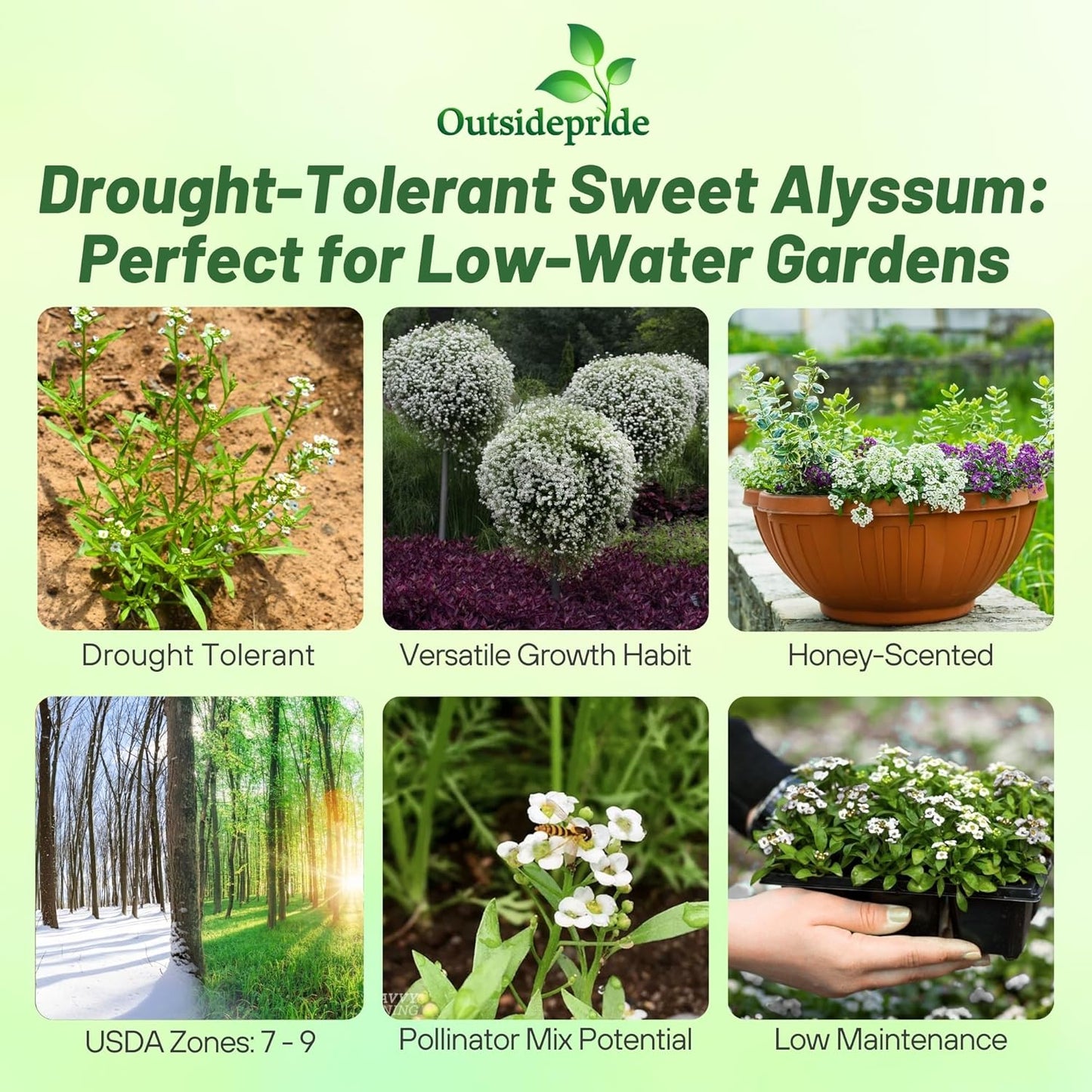 Outsidepride Perennial Sweet Alyssum Seeds - 5,000 White Lobularia Maritima for Pollinator Gardens | Drought-Tolerant & Easy to Grow in USDA Zones 7-9