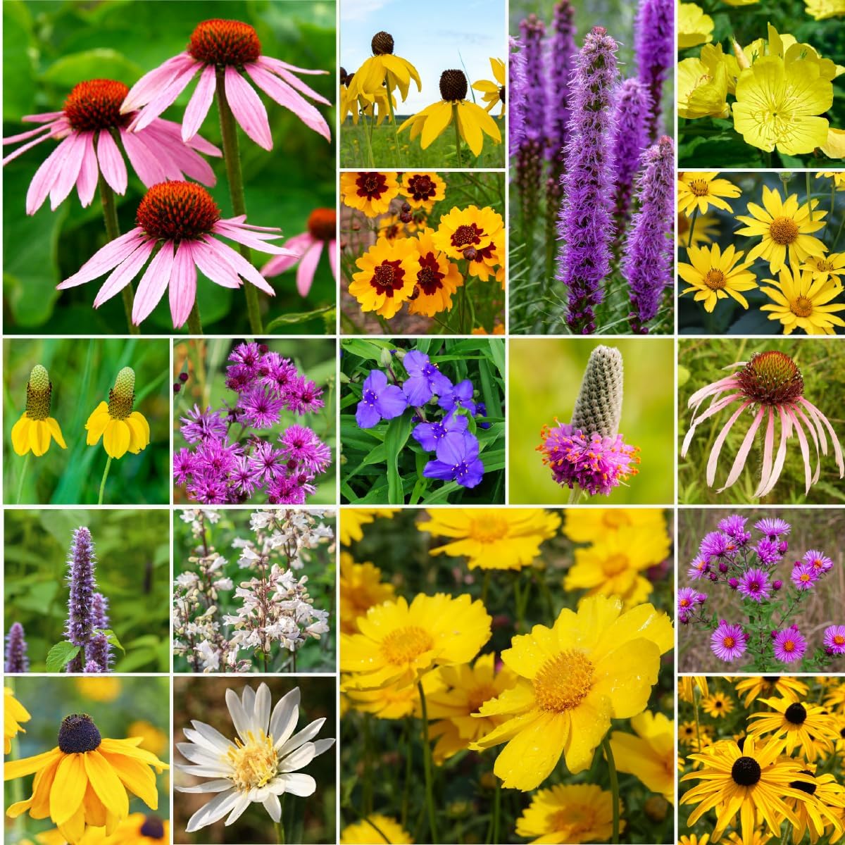 Willard & May Wildflower Seed Mix - 25,000+ Bulk Seeds | 18 Varieties, Pollinator Friendly, Easy Sow