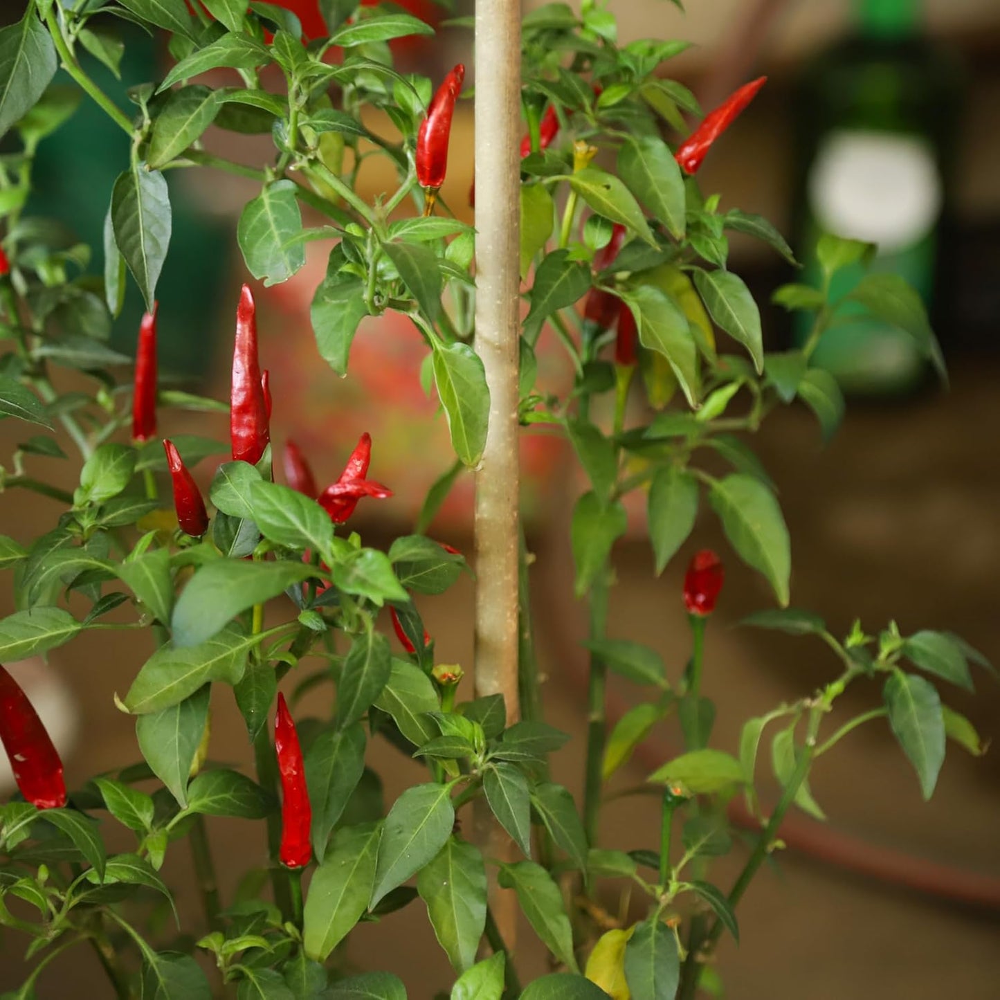 Natural Bamboo Plant Stakes by [Brand Name] - 3ft for Tomatoes, Beans & Climbing Plants | 30pcs