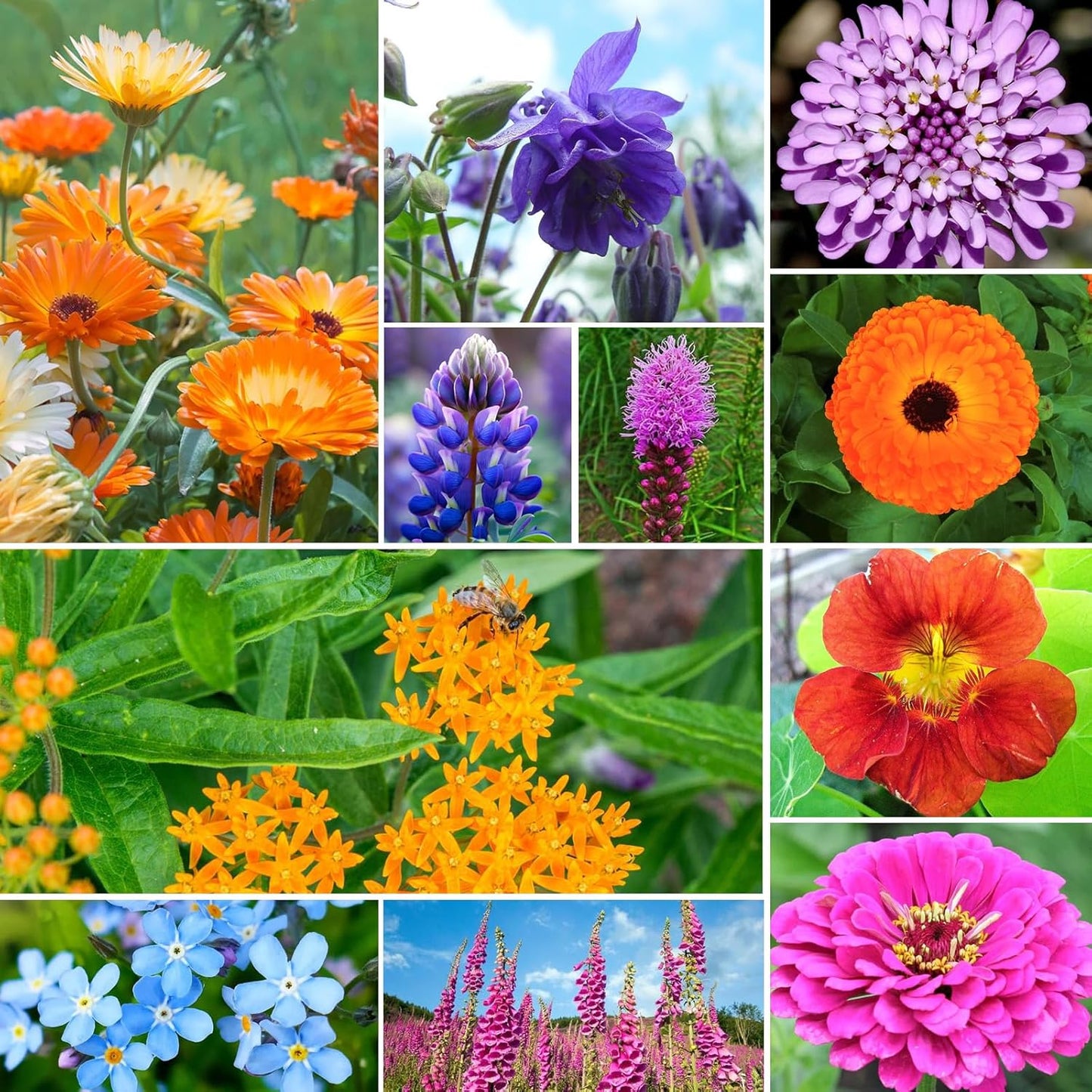 Wildflower Seeds | Hummingbird & Butterfly Mix - 24 Varieties, 1 Ounce, No Filler, Resealable Package