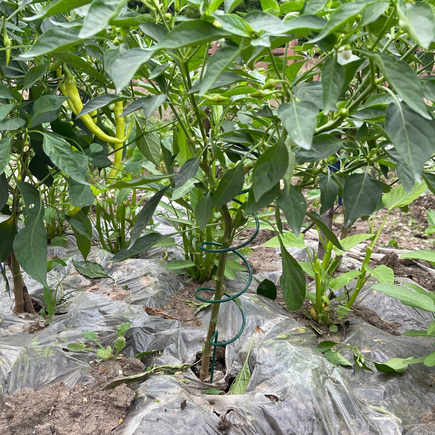 Tomato Twist | 10-Pack 16.3" Twisted Stakes with 20 Plant Support Clips for Climbing Plants