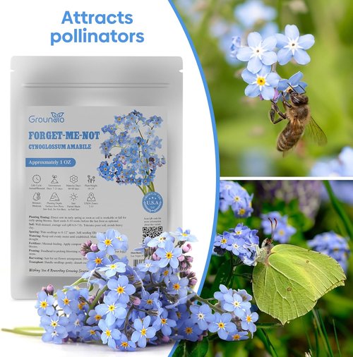 Groundio Forget Me Not Seeds - 6000+ Non-GMO Wildflower Seeds for Outdoor Planting | Bulk 1 Ounce | Heirloom