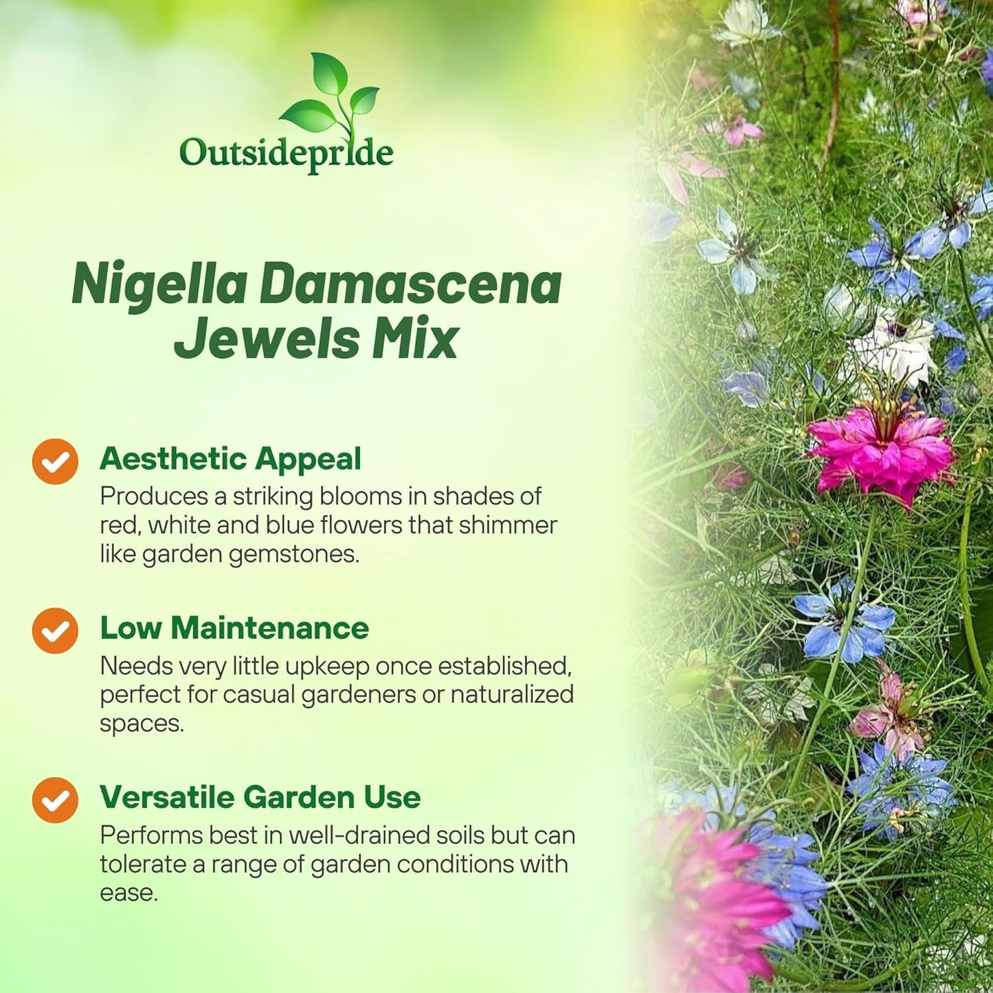 Outsidepride Jewels Mix Nigella Seeds - 1000 Pcs Vibrant Annual Flower Seeds for Stunning Gardens & Arrangements