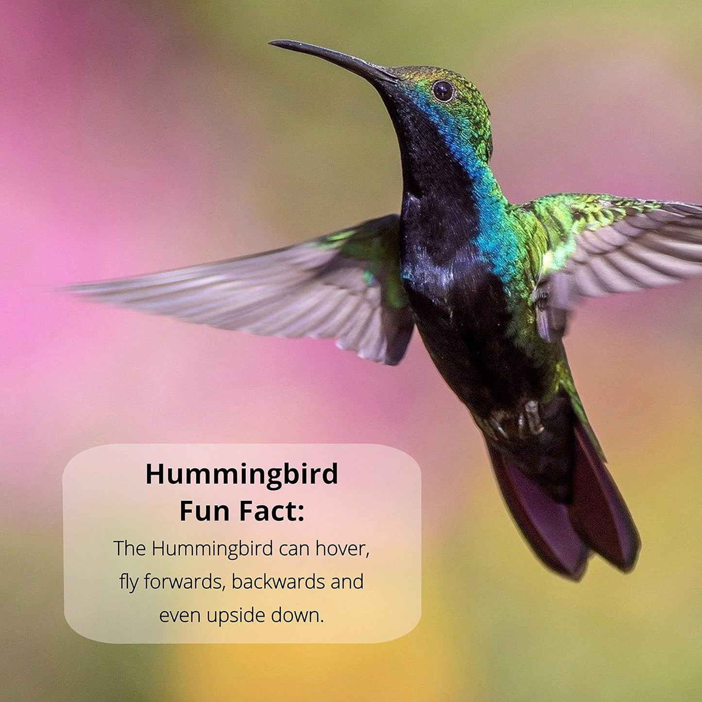 Sapphire Labs Nectar Defender - Hummingbird Nectar Extender for Longer Lasting Feed - 2 Pack