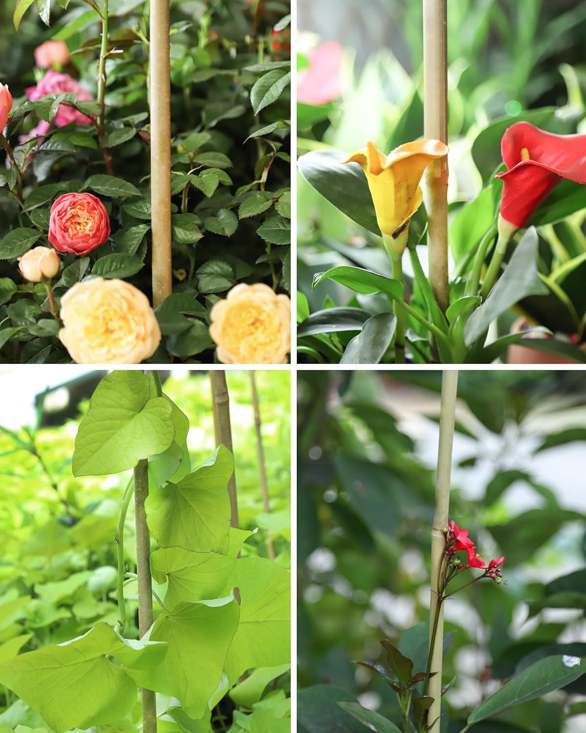 Natural Bamboo Plant Stakes by [Brand Name] - 3ft for Tomatoes, Beans & Climbing Plants | 30pcs