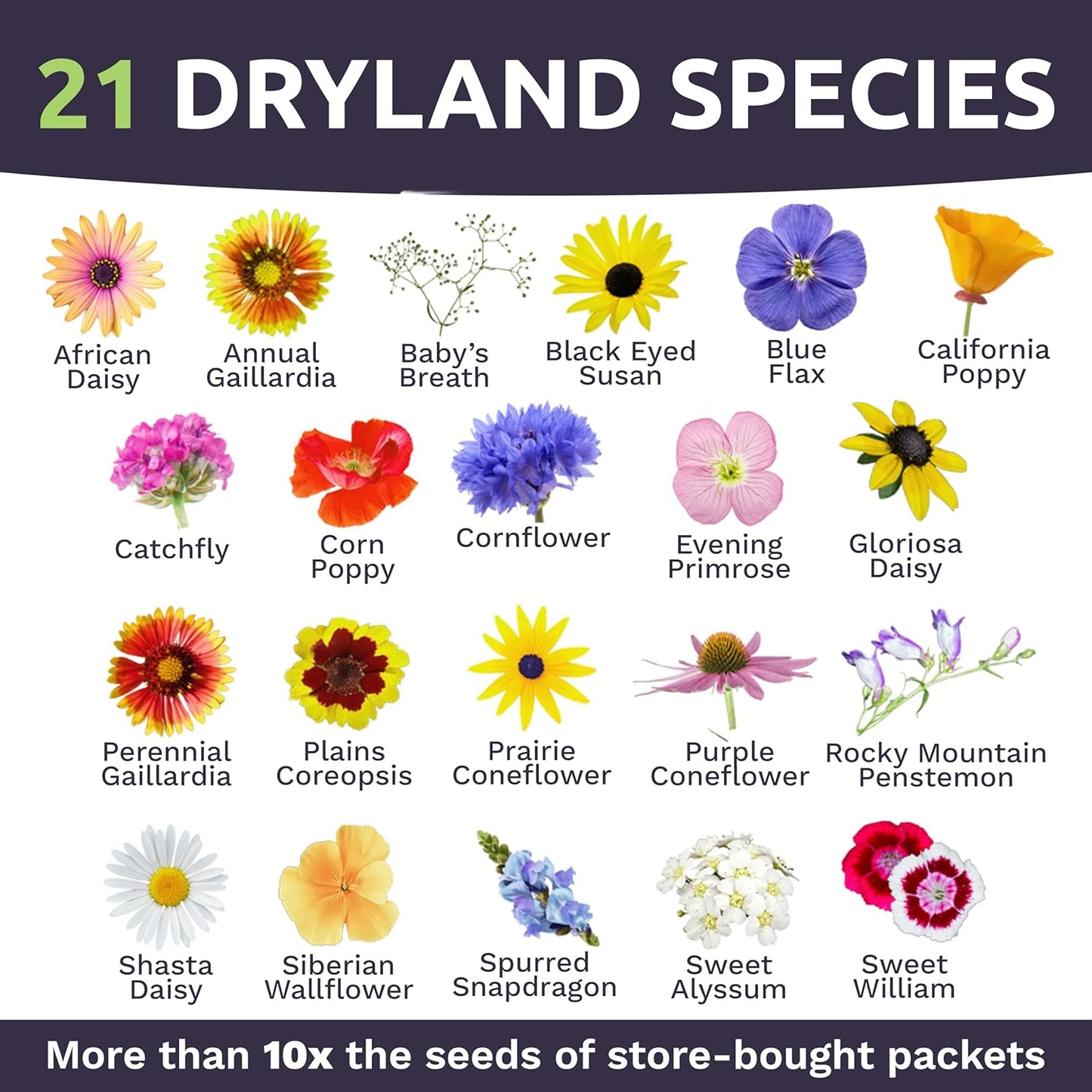 Wildflower Seed Mix by Drought Tolerant - Extra Large Packet with 7,500 Non-GMO Seeds - 21 Dryland Species