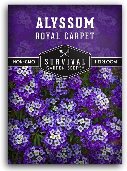 Alyssum Seeds for Planting - Sweet Royal Carpet Purple - Fragrant Non-GMO Perennial Flower | 1 Pack