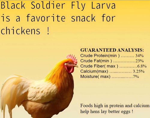 Classic Flock Black Soldier Fly Larva - High-Protein, Calcium-Rich Chicken Feed | 11 lb
