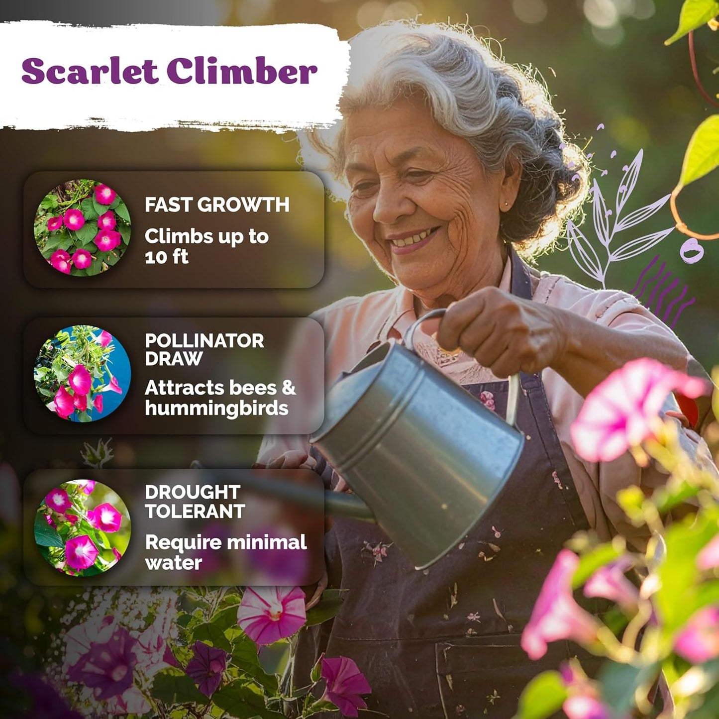 KVITER 150 Morning Glory Seeds - Non-GMO Heirloom Red Flower Seeds for Planting in Gardens & Containers