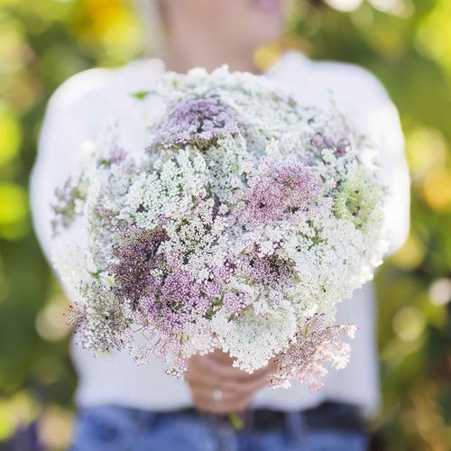Eden Brothers Queen Anne's Lace Seeds - Stunning Chocolate Lace Flower for Your Garden