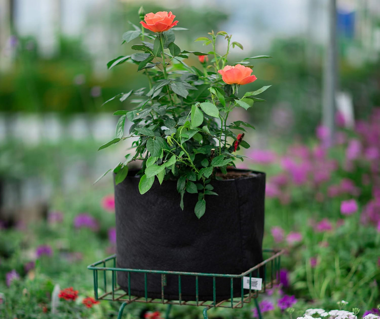 Smart Pots 1-Gallon Soft-Sided Container | Durable Black Gardening Pot for Healthy Plants