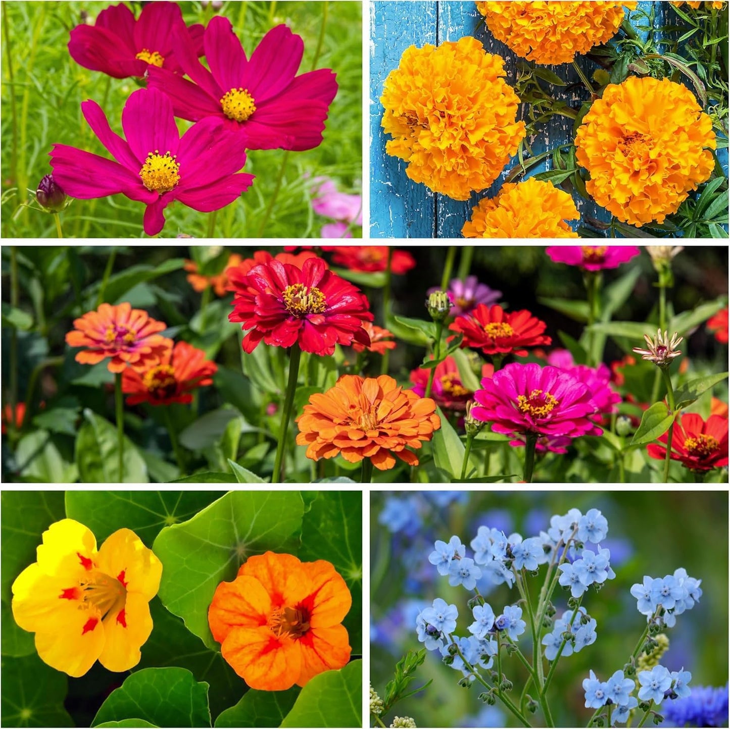 Seed Needs Wildflower Seeds - Butterfly & Hummingbird Mix | 23 Varieties, 2 Ounce Resealable Pack